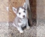 Small Photo #1 Siberian Husky Puppy For Sale in TUCSON, AZ, USA