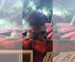 Small Photo #11 Yorkshire Terrier Puppy For Sale in OTTAWA, OH, USA