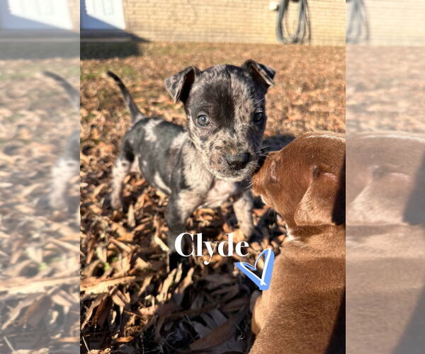 Medium Photo #5 American Pit Bull Terrier-Catahoula Leopard Dog Mix Puppy For Sale in Claremore, OK, USA