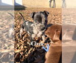 Small #4 American Pit Bull Terrier-Catahoula Leopard Dog Mix