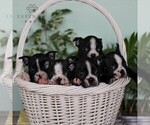 Small Photo #2 Boston Terrier Puppy For Sale in EAST EARL, PA, USA