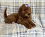 Small Photo #6 Goldendoodle Puppy For Sale in LAKELAND, FL, USA