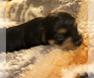YorkiePoo Puppy for sale in MEADVILLE, MS, USA