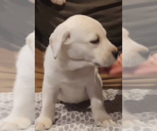 Medium Photo #2 Labrador Retriever Puppy For Sale in ATHOL, MA, USA
