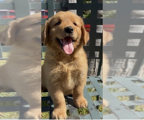 Medium Photo #1 Golden Retriever Puppy For Sale in SANTA ANA, CA, USA