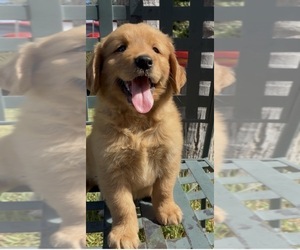 Golden Retriever Puppy for sale in SANTA ANA, CA, USA