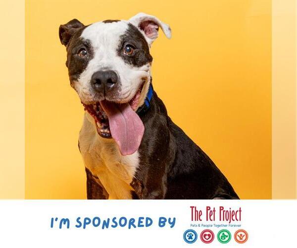 Medium Photo #2 Mutt Puppy For Sale in Fort Lauderdale, FL, USA