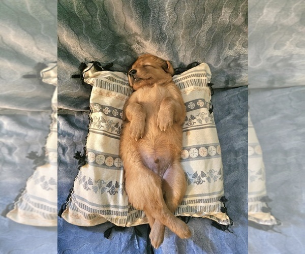 Medium Photo #5 Golden Retriever Puppy For Sale in SALISBURY, NC, USA