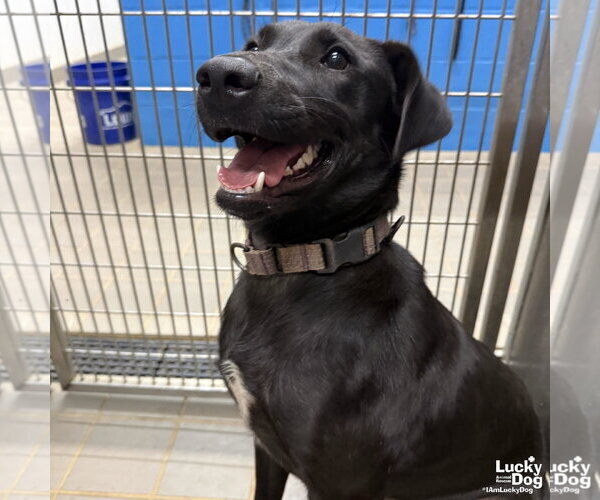 Medium Photo #7 Labrador Retriever-Unknown Mix Puppy For Sale in Washington, DC, USA
