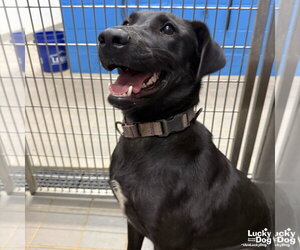 Parker - Female Labrador Retriever-Unknown Mix Dog for Adoption - Photo #7