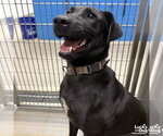 Small Photo #7 Labrador Retriever-Unknown Mix Puppy For Sale in Washington, DC, USA