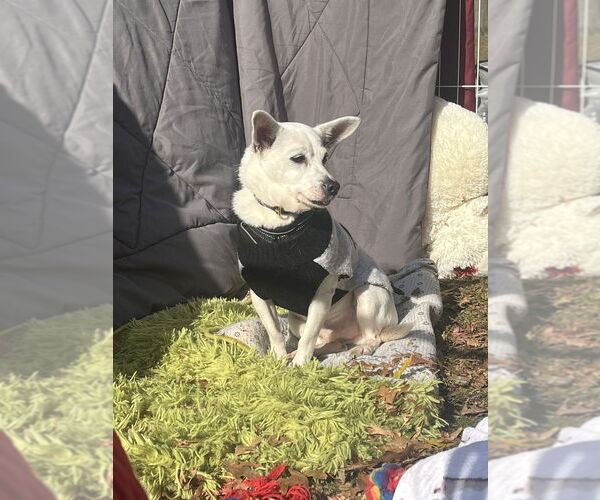 Medium Photo #1 Chihuahua-Unknown Mix Puppy For Sale in New York, NY, USA