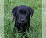 Small #4 Golden Retriever Mix