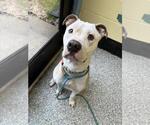 Carmella - Female American Staffordshire Terrier-Unknown Mix Dog for Adoption - Small photo