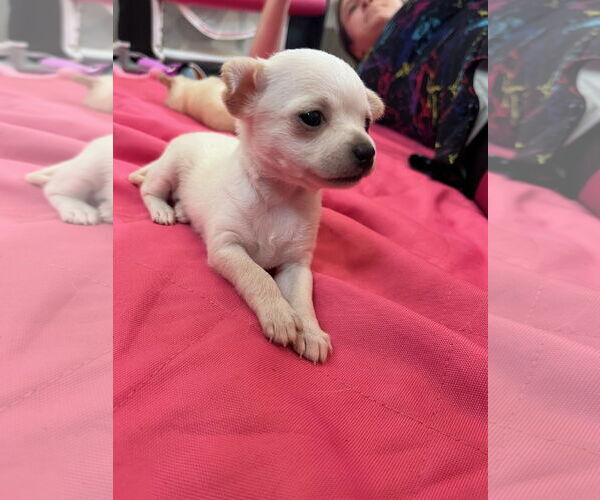 Medium Photo #7 Chihuahua-Unknown Mix Puppy For Sale in San Francisco, CA, USA
