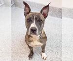 Small #1 Mutt