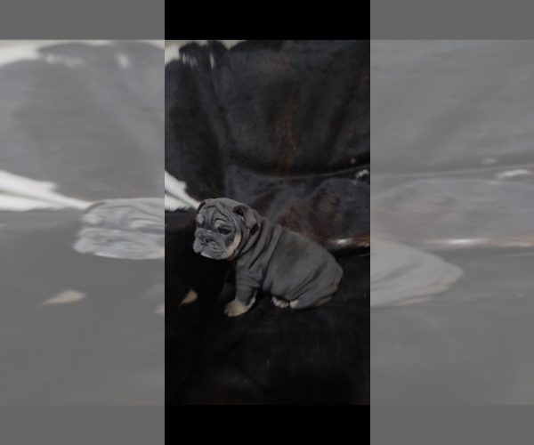 Medium Photo #4 Bulldog Puppy For Sale in ARGYLE, TX, USA