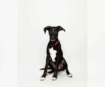 Small #15 German Shepherd Dog-Great Dane Mix