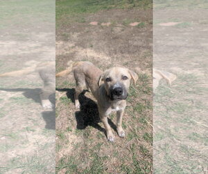 Golden Labrador Dogs for adoption in Fort Worth, TX, USA