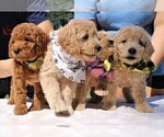 Small Photo #30 Goldendoodle Puppy For Sale in TIMBERLAKE, NC, USA