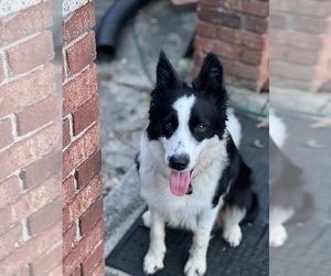 Mother of the Border Collie puppies born on 08/23/2025
