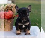 Small French Bulldog