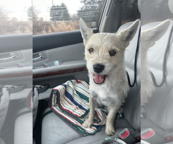 Medium Photo #2 Mutt Puppy For Sale in Stephens City, VA, USA