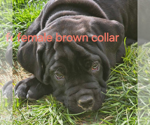 Cane Corso Puppy for sale in ELKO, NV, USA