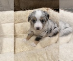 Small Photo #29 Miniature Australian Shepherd Puppy For Sale in ARDMORE, OK, USA