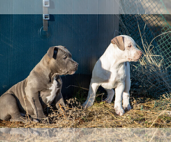 Medium Photo #5 American Bully Puppy For Sale in ELLENSBURG, WA, USA