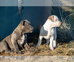 Small Photo #5 American Bully Puppy For Sale in ELLENSBURG, WA, USA