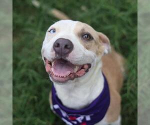 American Staffordshire Terrier-Unknown Mix Dogs for adoption in San Antonio, TX, USA