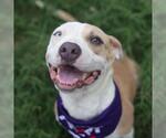 Small American Staffordshire Terrier Mix