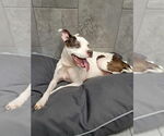 Small #5 Boxer Mix