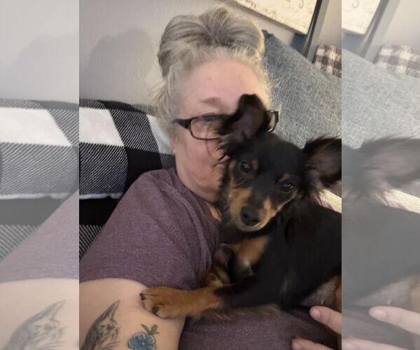 Medium Photo #3 Papi-Pin Puppy For Sale in Westmont, IL, USA