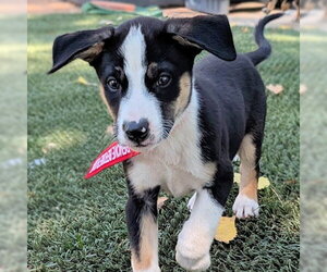 Aussie Siberian Dogs for adoption in Omaha, NE, USA