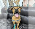 Small #23 Chinese Shar-Pei-Labrador Retriever Mix