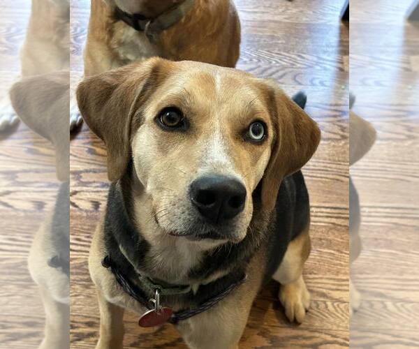 Medium Photo #1 Mutt Puppy For Sale in Forest, VA, USA