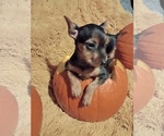 Litter of 5 - Male(s) and Female(s) Yorkshire TerrierLitter of Puppies for Sale - Photo #4