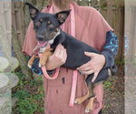Small Photo #5 Australian Kelpie-Unknown Mix Puppy For Sale in Huntley, IL, USA