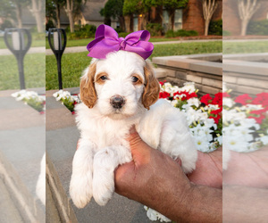 Goldendoodle (Miniature) Puppy for sale in SPRING, TX, USA