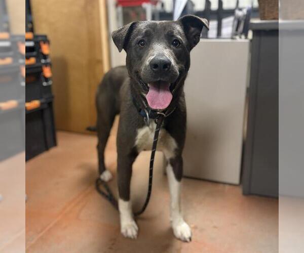 Medium Photo #1 Labrador Retriever-Unknown Mix Puppy For Sale in Modesto, CA, USA