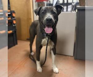 Labrador Retriever-Unknown Mix Dogs for adoption in Modesto, CA, USA