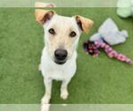 Small #2 Labrador Retriever Mix