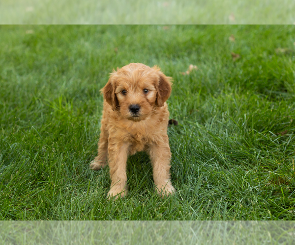 Medium Photo #16 Goldendoodle-Poodle (Miniature) Mix Puppy For Sale in NAPPANEE, IN, USA