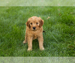 Small #15 Goldendoodle-Poodle (Miniature) Mix