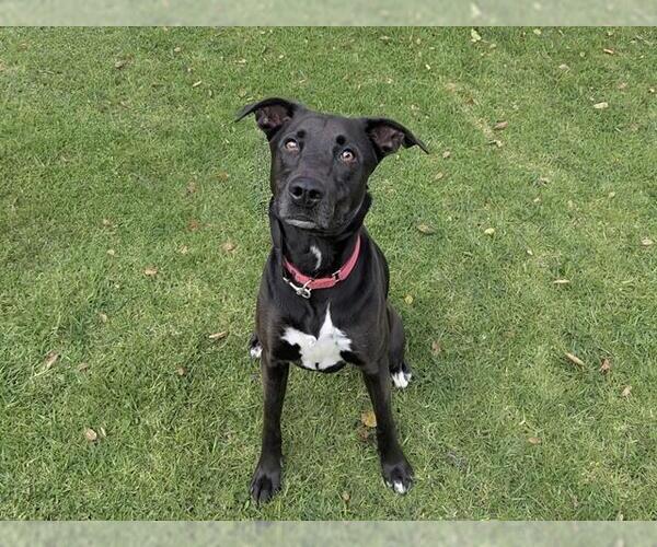 Medium Photo #1 Labrador Retriever-Unknown Mix Puppy For Sale in San Clemente, CA, USA