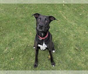Labrador Retriever-Unknown Mix Dogs for adoption in San Clemente, CA, USA