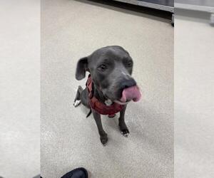 American Staffordshire Terrier-Unknown Mix Dogs for adoption in Grand Prairie, TX, USA