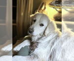 Small #4 Great Pyrenees Mix